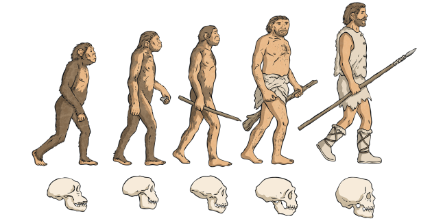 Human evolution